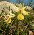 Orchis pauciflora